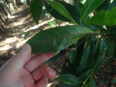 Elaeocarpus zollingeri