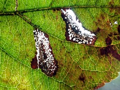 Phyllonorycter blancardella