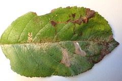 Phyllonorycter blancardella