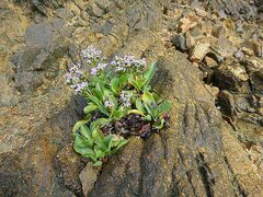 Limonium ovalifolium