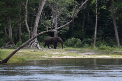 Loxodonta cyclotis