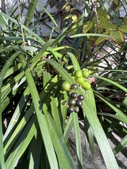 Liriope muscari