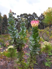 Protea eximia