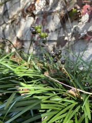 Liriope muscari