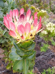 Protea eximia