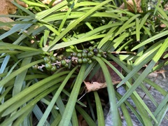 Liriope muscari
