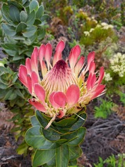 Protea eximia