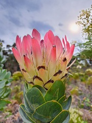 Protea eximia