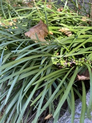 Liriope muscari