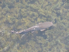 North African Catfish photo 3