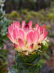 Protea eximia