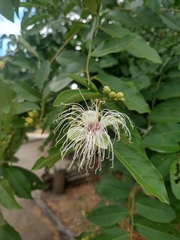 Cynophalla