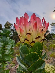 Protea eximia