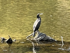 Phalacrocorax carbo
