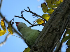 Psittacula eupatria