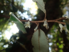 Elaeagnus pungens