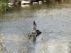Phalacrocorax carbo
