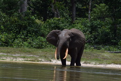 Loxodonta cyclotis