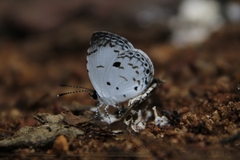 Neopithecops zalmora