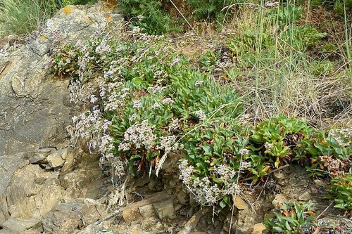 Limonium ovalifolium, photograph 3