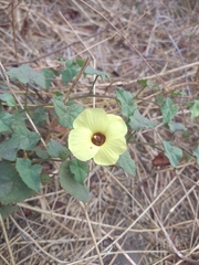 Pavonia cancellata