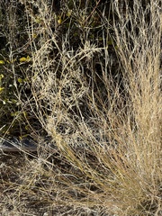 Eragrostis lehmanniana