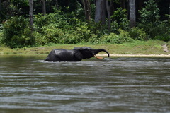 Loxodonta cyclotis