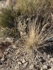 Eragrostis lehmanniana