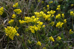 Draba sibirica
