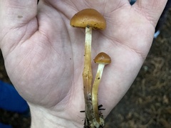 Galerina marginata