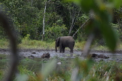 Loxodonta cyclotis