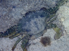 Portuninae