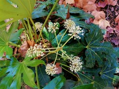 Fatsia japonica