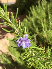 Rosmarinus