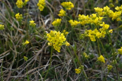 Draba sibirica