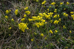 Draba sibirica