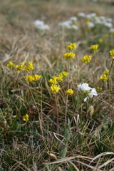 Draba sibirica