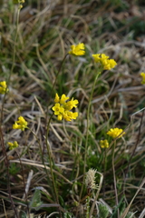 Draba sibirica