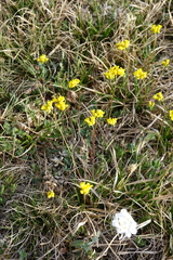 Draba sibirica