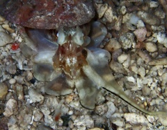 Octopodidae