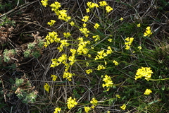 Draba sibirica