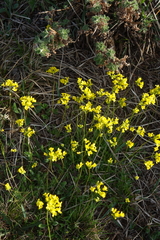 Draba sibirica