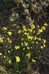 Draba sibirica