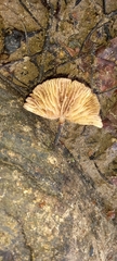 Entoloma readiae