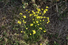 Draba sibirica