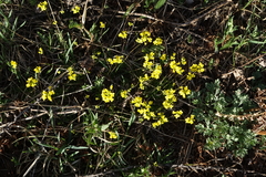 Draba sibirica