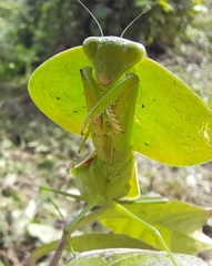 Choeradodis rhombicollis
