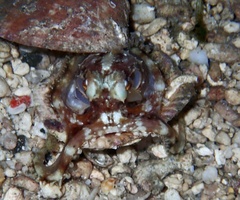 Octopodidae