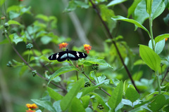 Heliconius doris viridis