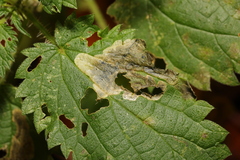 Agromyza anthracina